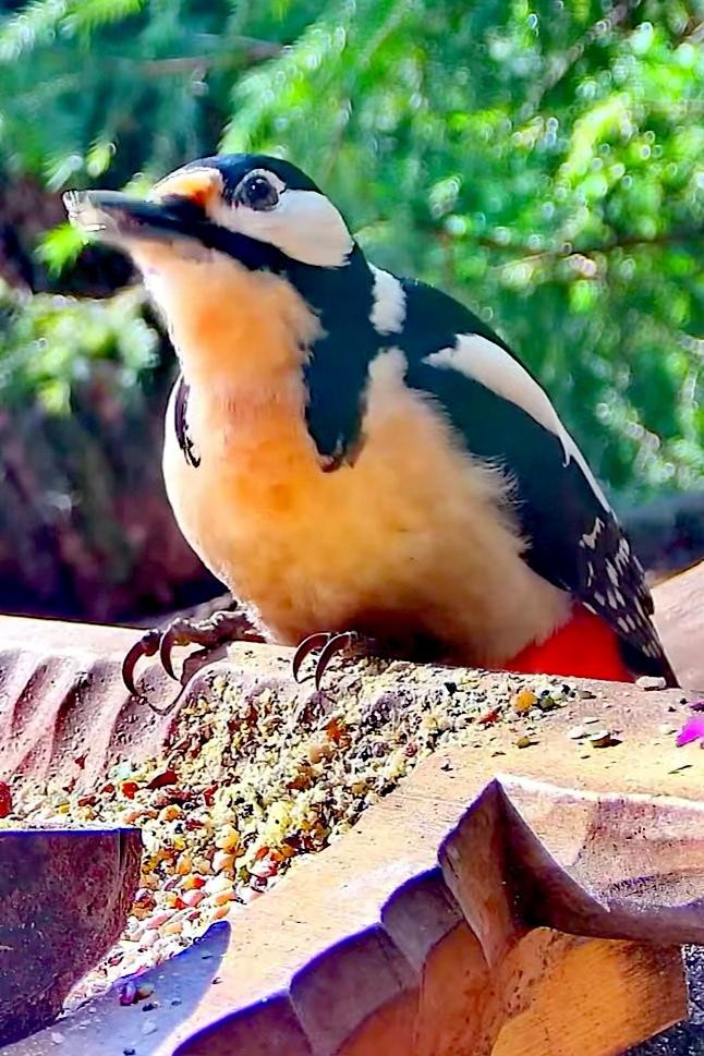 livebirdspoland_6606cf91f27af6504ebe47bfcb59c2c7.jpg