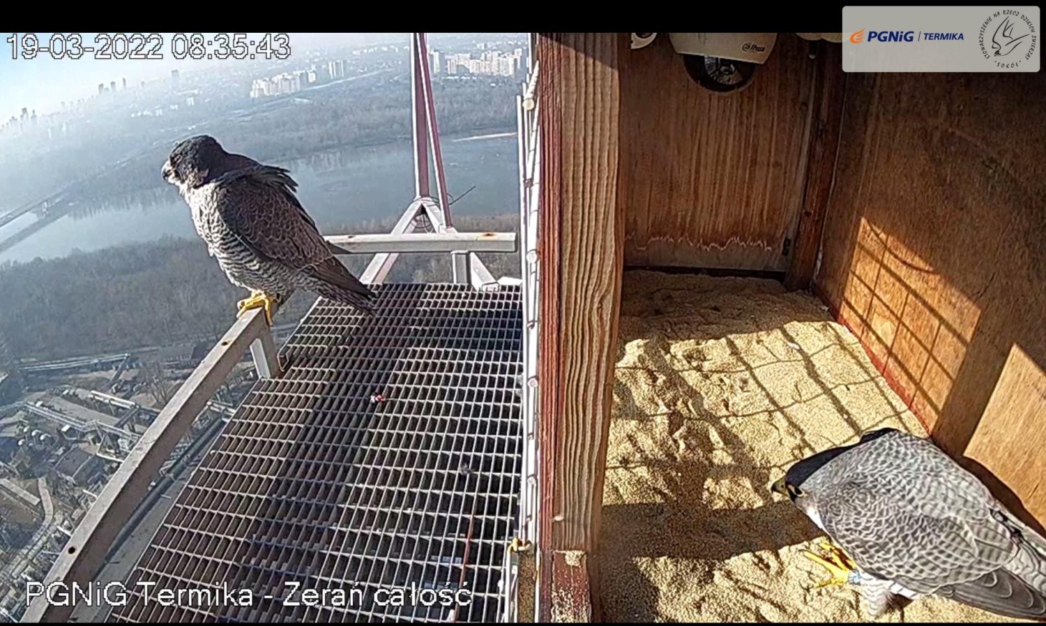 livebirdspoland_080091ce29646ea2d014e5b41629a4ed.jpg