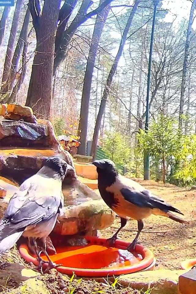 livebirdspoland_272223c16ef8254487a84ae6dbf740b8.jpg