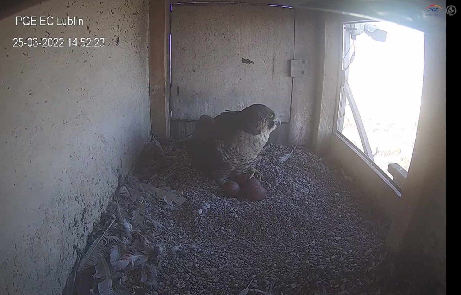 livebirdspoland_b5022c5d1633c47ee4c1a35724f13171.jpg