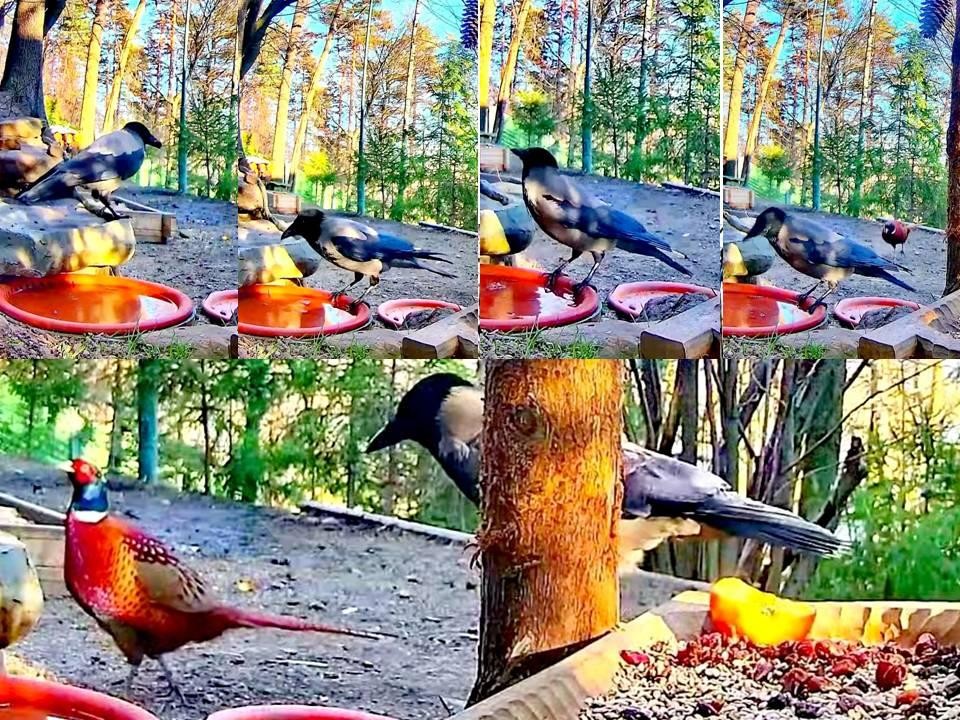 livebirdspoland_bd5ea5d51e55a0b0edb18e109cec2f5c.jpg