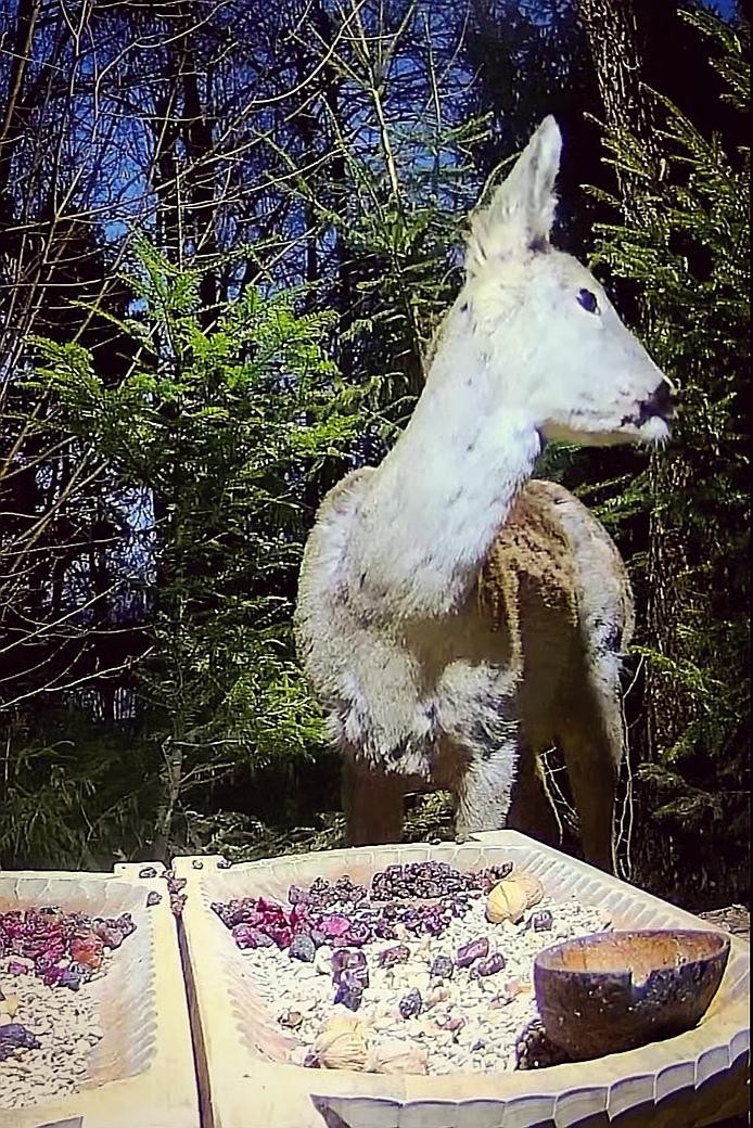 livebirdspoland_4f1487ebd568a7368e6d545d77463593.jpg