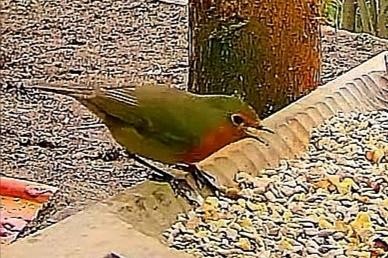 livebirdspoland_55dac12caa888fa947e03f9798a4481f.jpg
