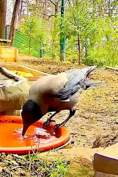 livebirdspoland_ed2cbebfff8d24db12741018b9d22b97.jpg