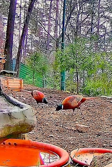 livebirdspoland_1c7a1e8d0f32ebb94707109f6a095a5a.jpg