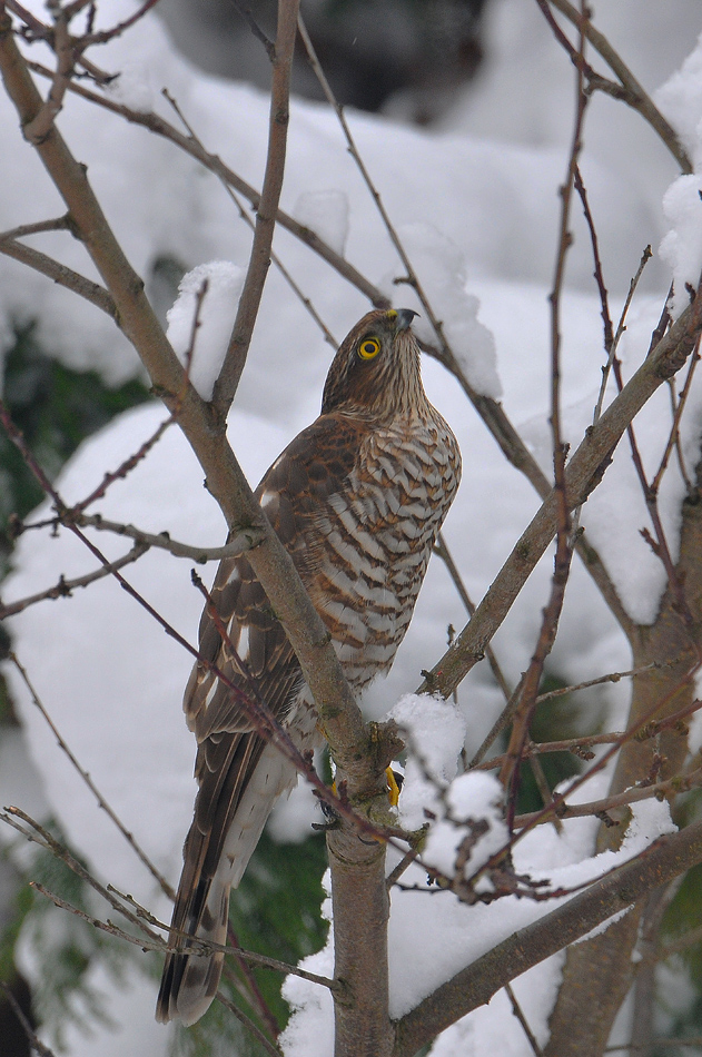 livebirdspoland_761ea51ae6bf0cad865ebd0a296673cd.png
