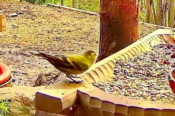 livebirdspoland_09bab8d5f2b05f72f5249262a24a1ea8.jpg