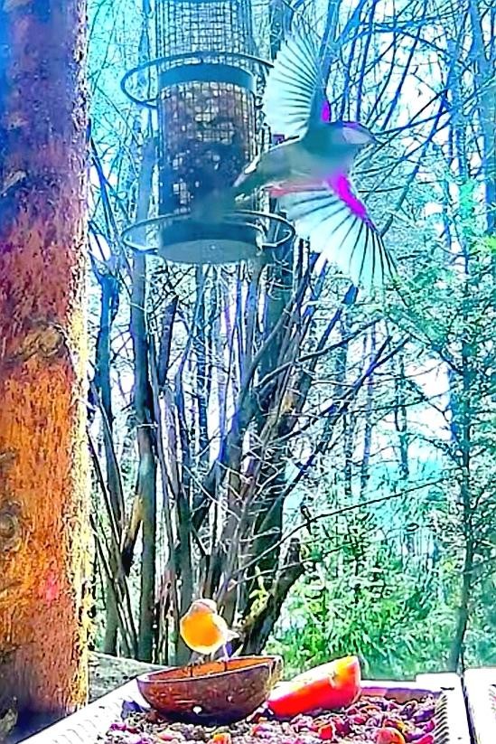 livebirdspoland_bba209d4ca6dd077502b3c0e00cf9d97.jpg