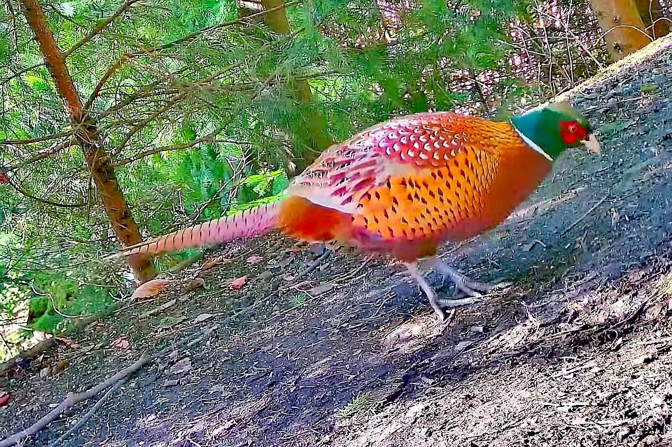 livebirdspoland_2656beaccd8b855c3a2a00e0fe0d4f19.jpg