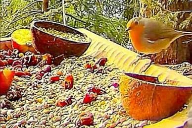 livebirdspoland_842abddecfe09d943a54ba8a16227a24.jpg