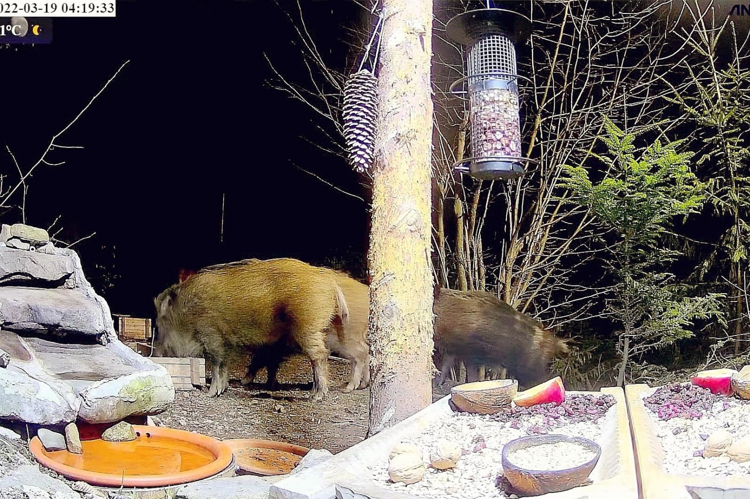 livebirdspoland_0ab921c57bd3be84ab9eb38e80174c58.jpg