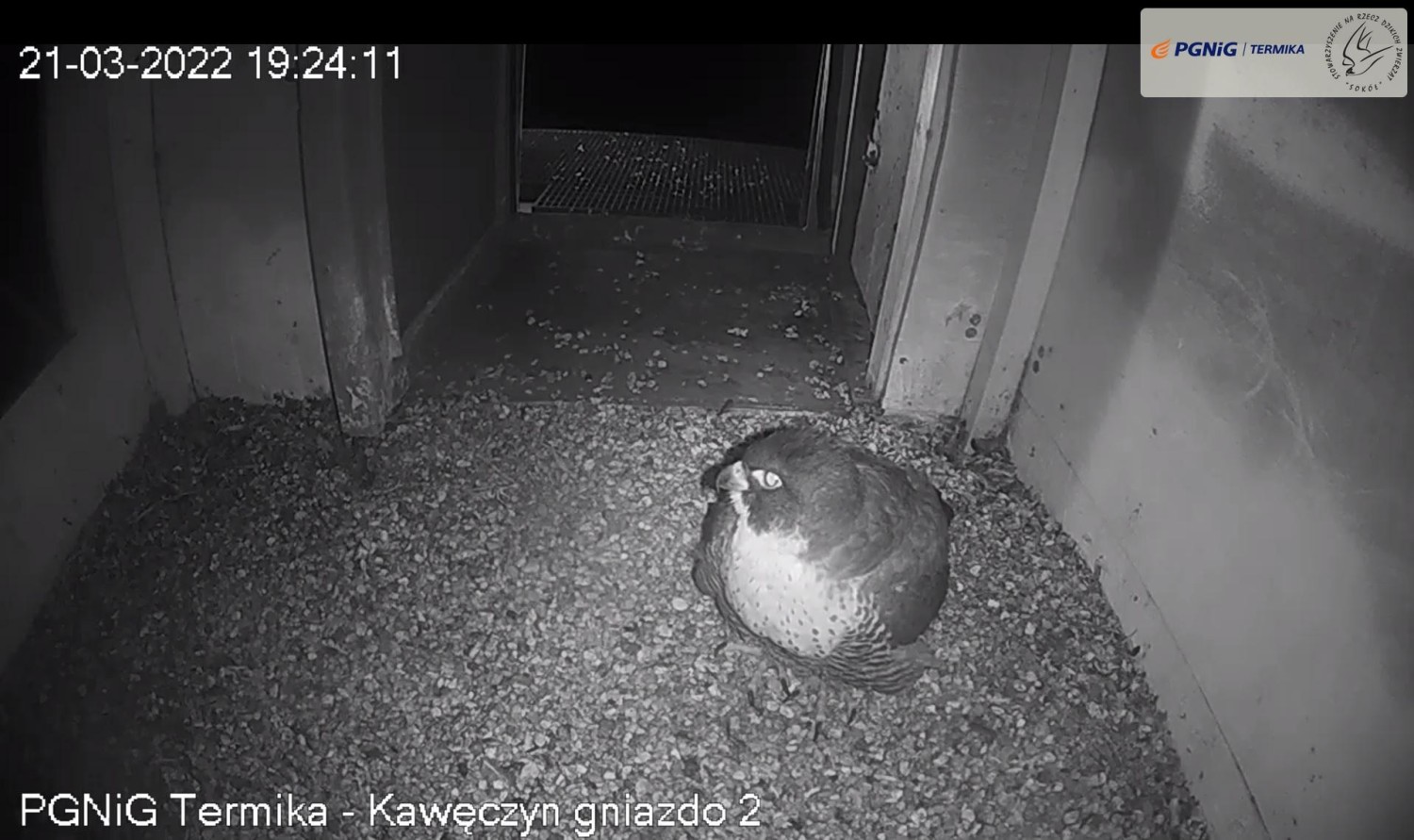 livebirdspoland_27ae12ab80a51976c409548881a6f352.jpg