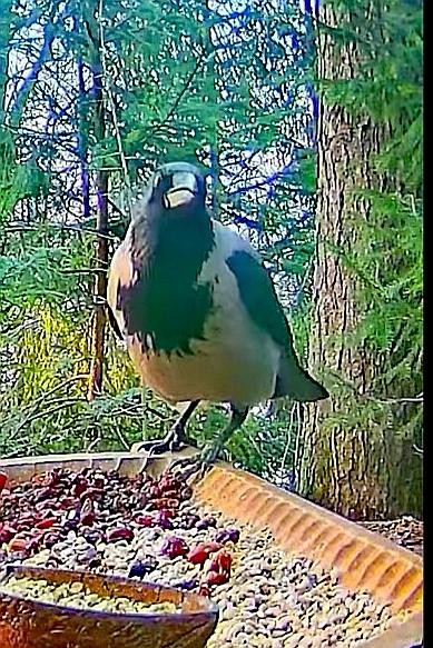 livebirdspoland_39a47fa9192a52ab6225c2e7a410321b.jpg
