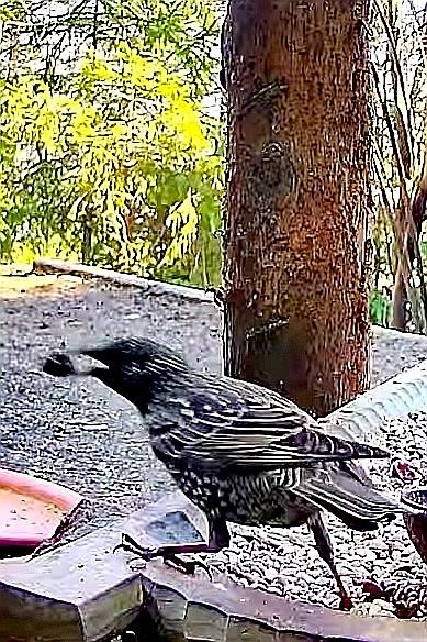 livebirdspoland_b2ff2b681d3431987c325befda99e52a.jpg