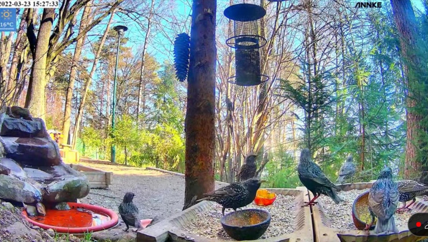 livebirdspoland_4cf4ed06532c20a80e0ef630d21f2cff.jpg