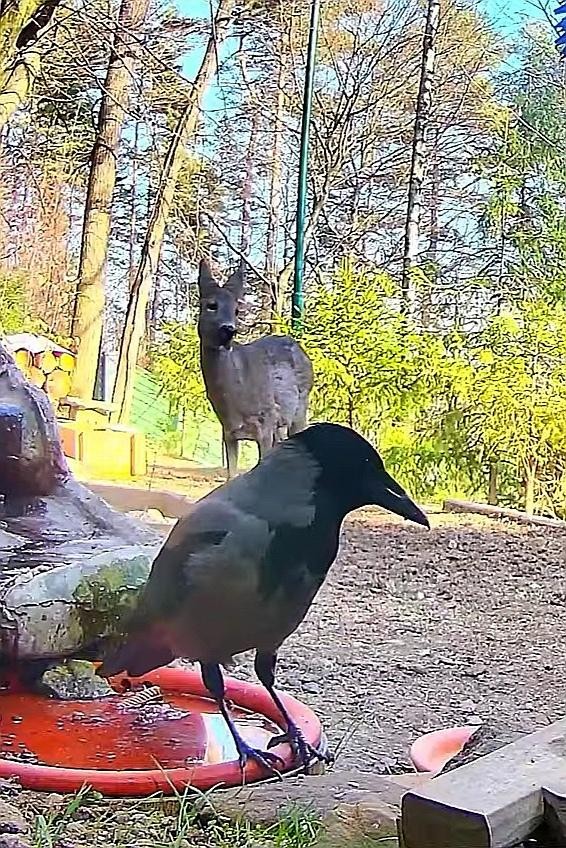 livebirdspoland_c36db28906d452d1f8ea98b043dbafb3.jpg