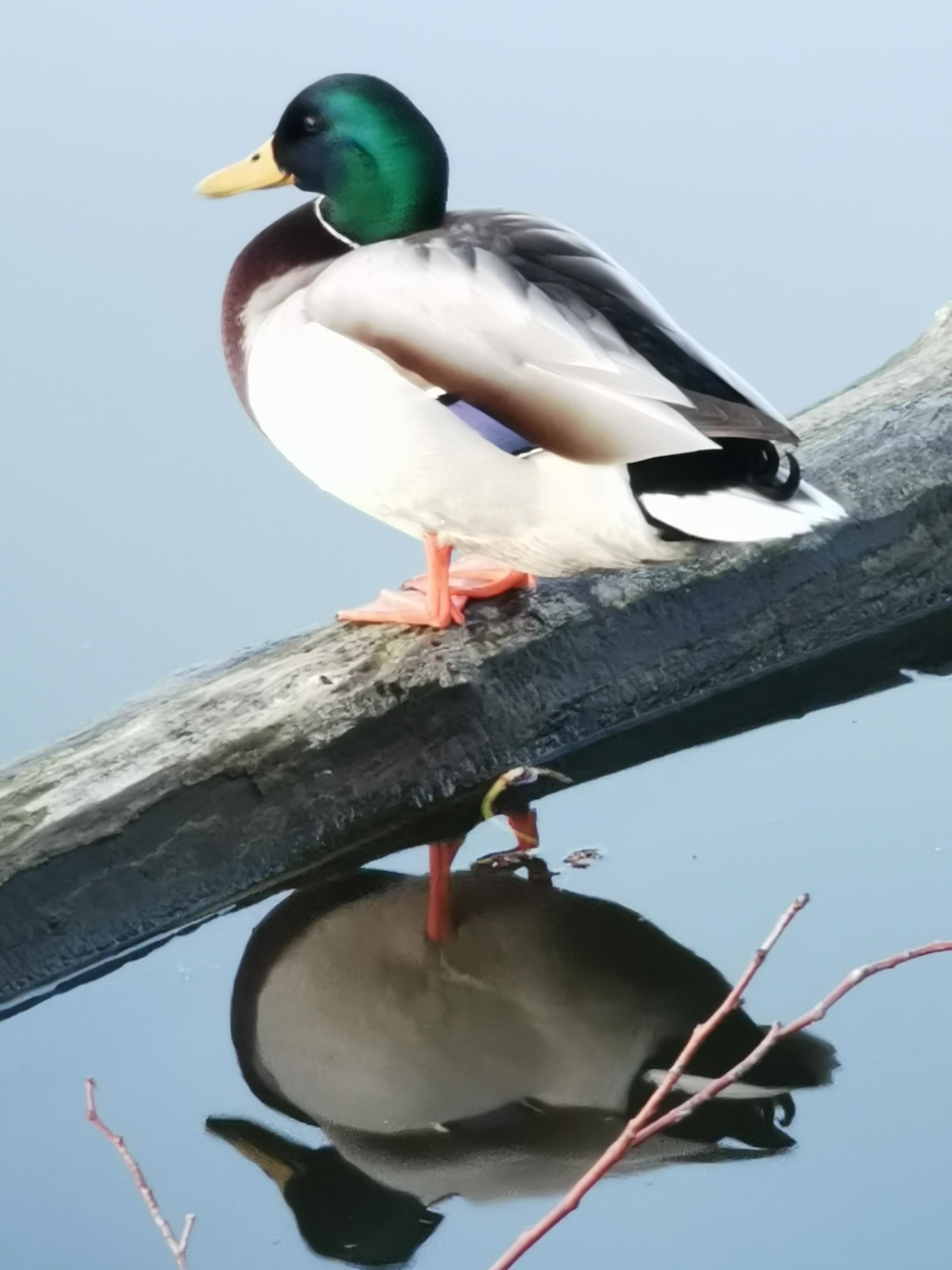 livebirdspoland_9bd4cd86258284a8d32c7af63593356c.jpg