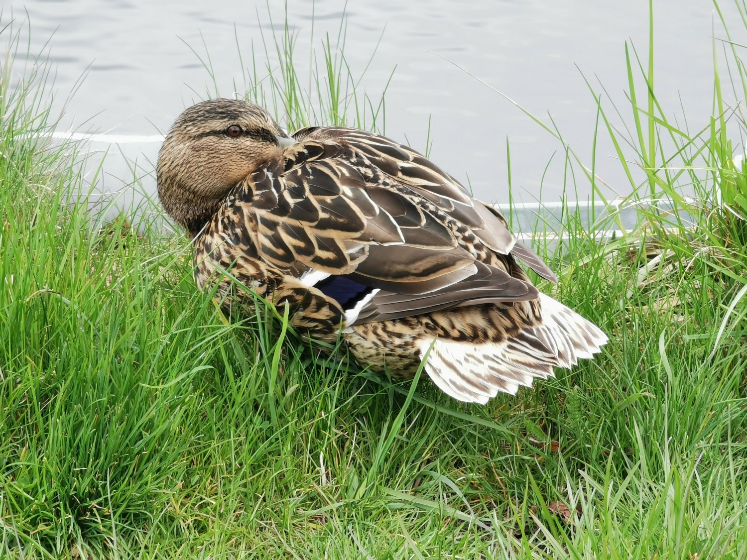 livebirdspoland_5c6080d9b73dc8dc8af2626d975b8065.jpg
