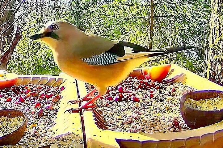 livebirdspoland_f5f22a50510139890bf55ef434543c8b.jpg