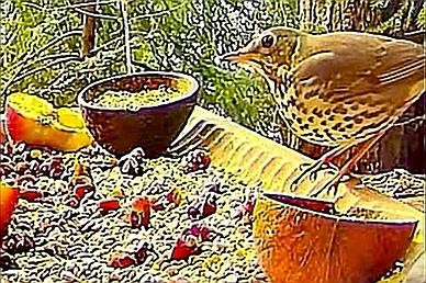 livebirdspoland_51c9154587134681e39656d78c5b93f0 (1).jpg