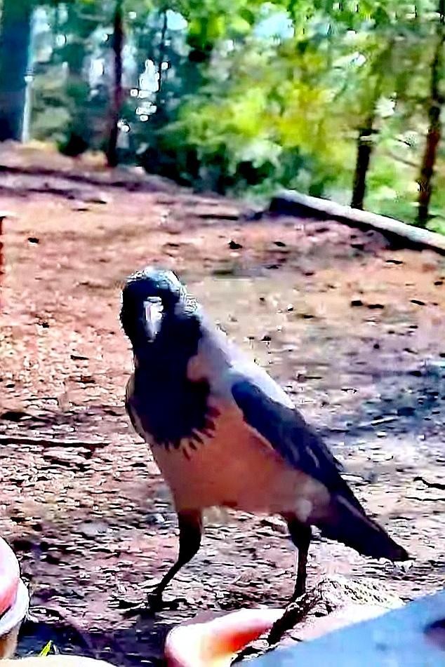 livebirdspoland_d970e2c7590710dd4ac0d2df7d00dadd.jpg