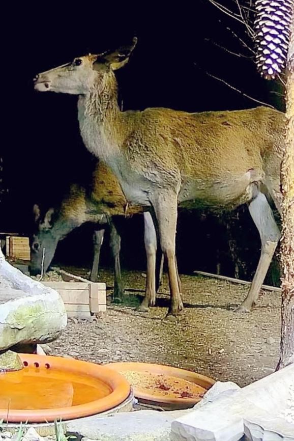 livebirdspoland_fb481c8cf262d288b30dca76426a35b3.jpg