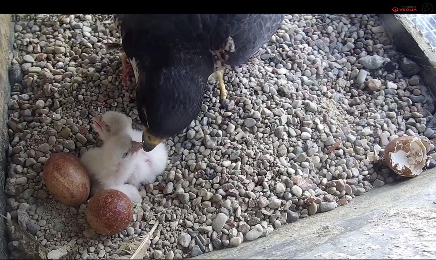 livebirdspoland_e82e2c25c7309129f33ada6337dd98f5.jpg