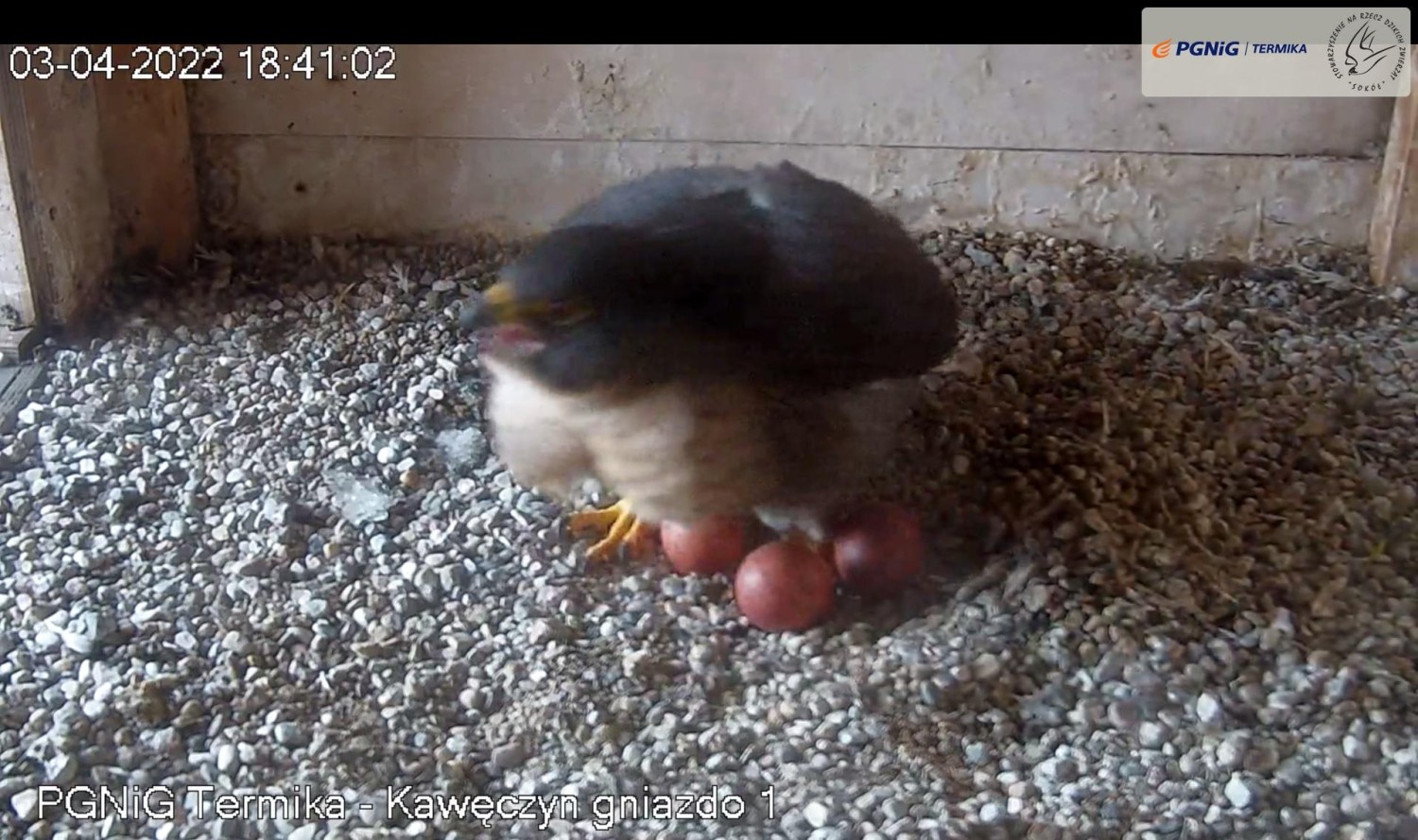 livebirdspoland_469e42e2b53e0b318710529502ce1878.jpg