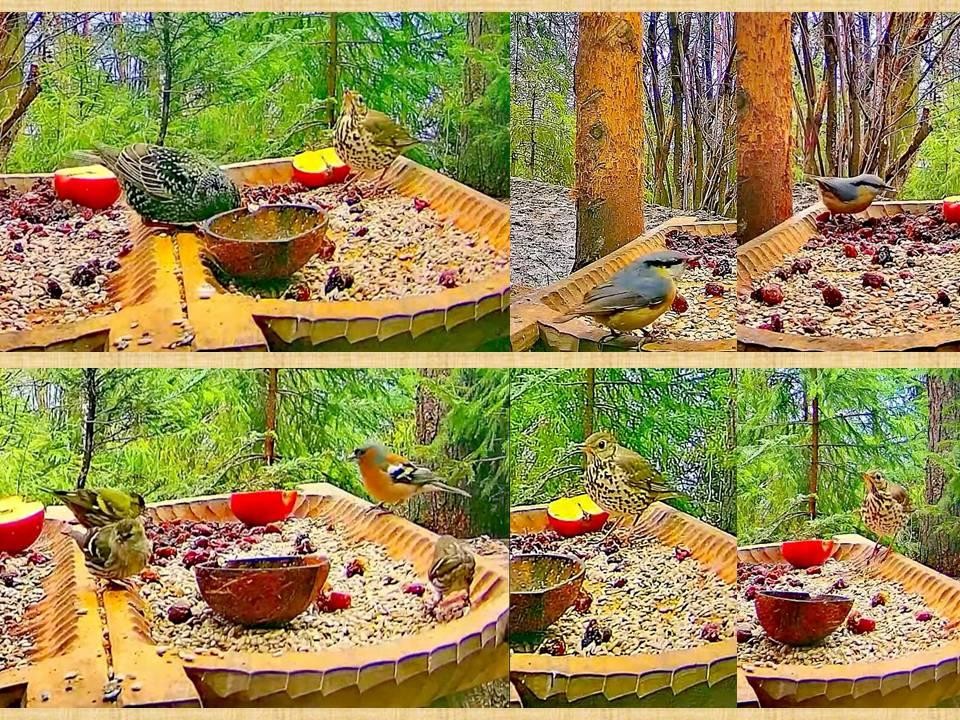 livebirdspoland_1db7ee1824263f47e5a8152279870414.jpg