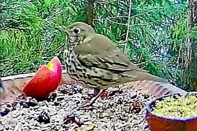 livebirdspoland_4ae549ccb8a36b383ed32b2e90e74992.jpg