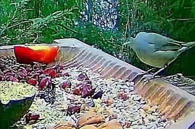 livebirdspoland_c76909c5c7eefc5d6b7db0303618babb.jpg