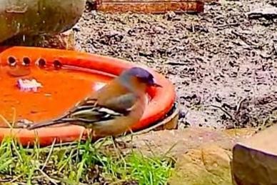livebirdspoland_31583be4dca1d8edf5dfbaa608383cfe.jpg