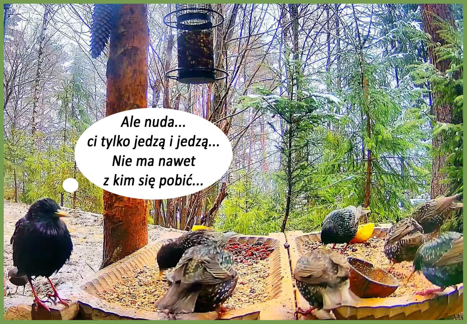 livebirdspoland_966573272f551edd27631d028be32bbd.jpg
