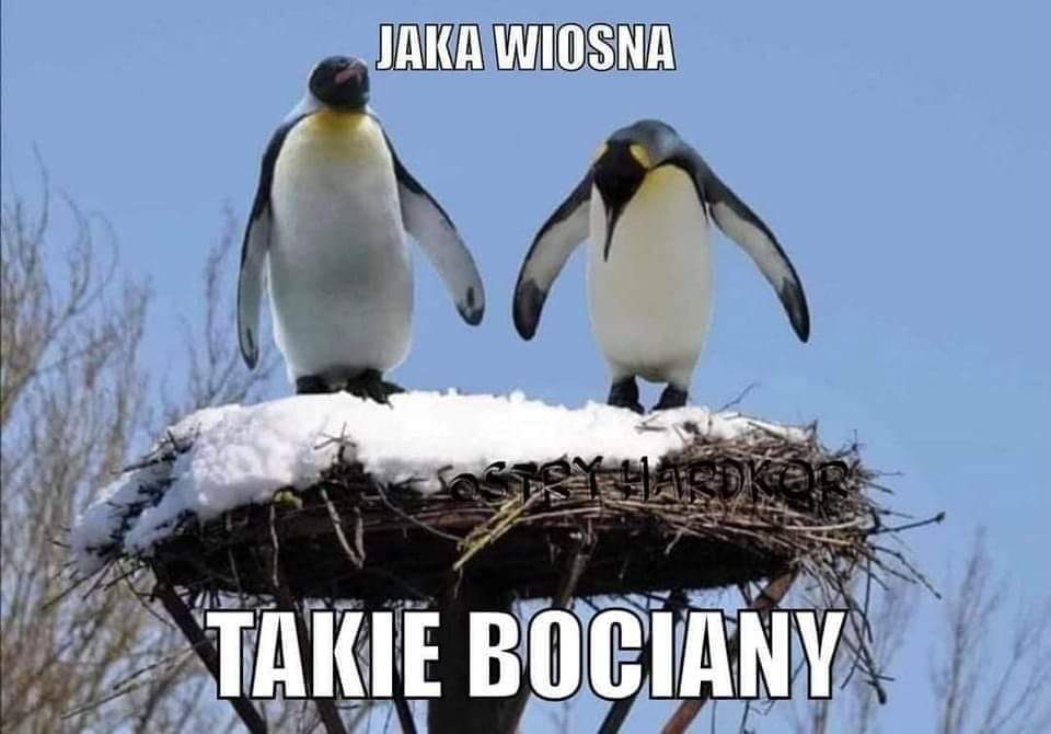 livebirdspoland_f3728474efb0e5d0cfacee8196fb4419.png