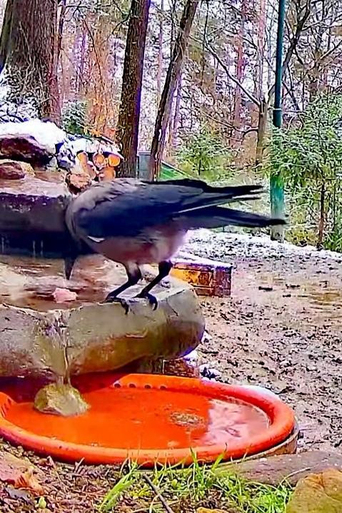 livebirdspoland_179e83d2627d27fa34fa8fe11fd56250.jpg