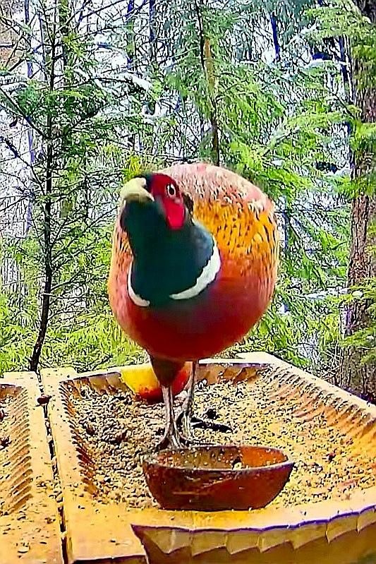 livebirdspoland_588ef9757f2450740375c9f908231bf3.jpg