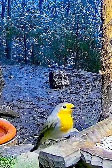 livebirdspoland_21c6bb3efbdd6d152b6a94dd2d12f51f.jpg
