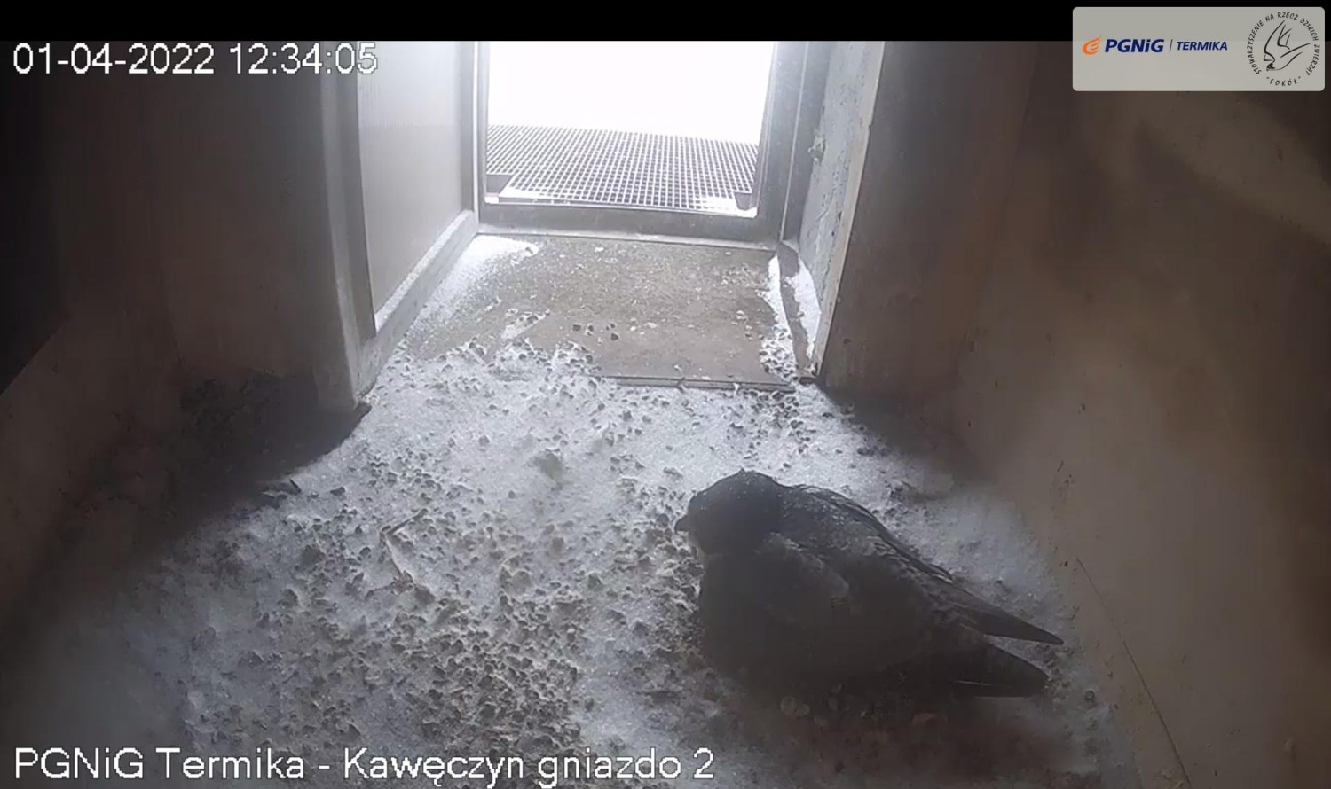 livebirdspoland_651d2f200ea20bb5ac4dff25ed4e9955.jpg