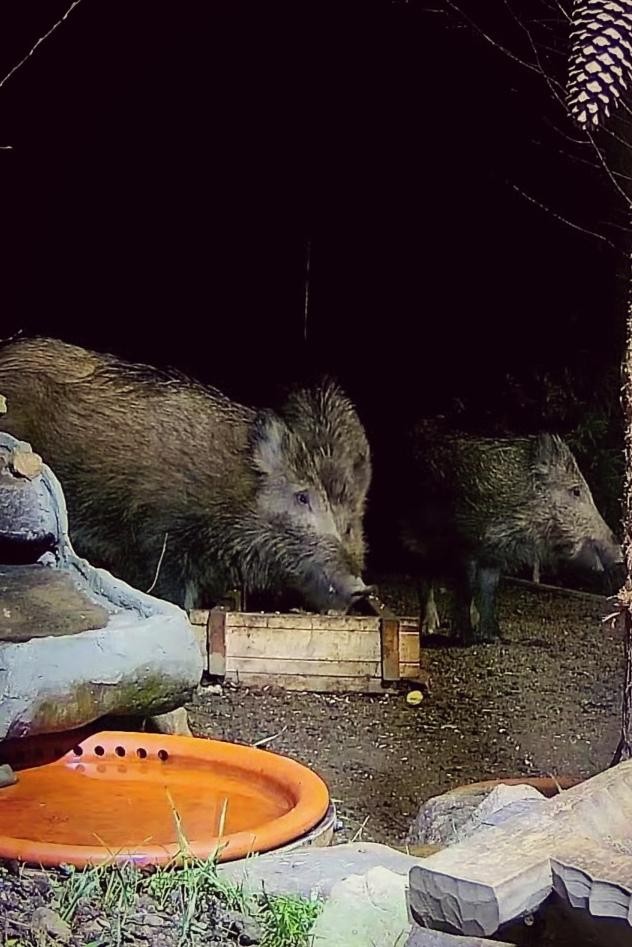 livebirdspoland_e4f7e79a155353ba055b9c6c06227fb4.jpg