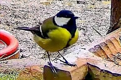 livebirdspoland_1dc566e606964dbc37a99cbced2c0e54.jpg
