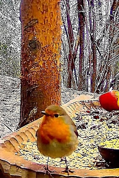 livebirdspoland_fdbd64a2532d2032d2c41430078fea65.jpg