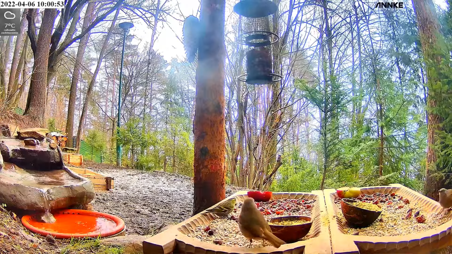 livebirdspoland_405f2d215236b4c9cc20b4bde32fe7c3.png