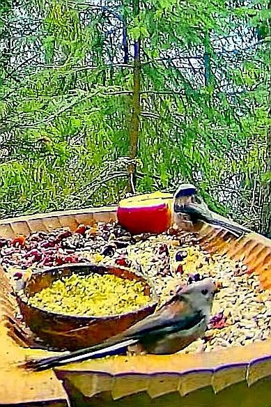 livebirdspoland_91b8b9a8add7534da34196173fa02191.jpg