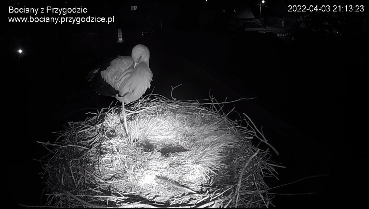livebirdspoland_81efaa5f14319a0b1db82547166c8665.jpg