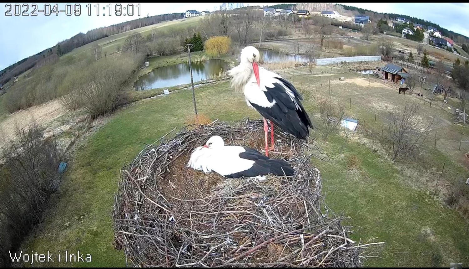 livebirdspoland_11753b220e43c29e35e0b316aaa84042.jpg