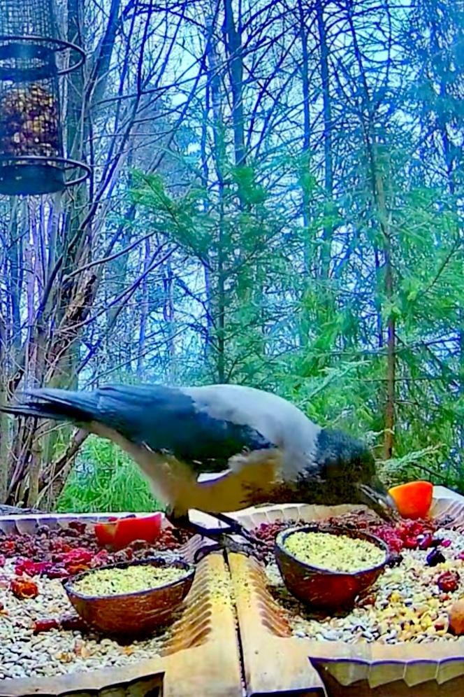 livebirdspoland_899bfd1ffce5891cf25bc3ba57decb1f.jpg