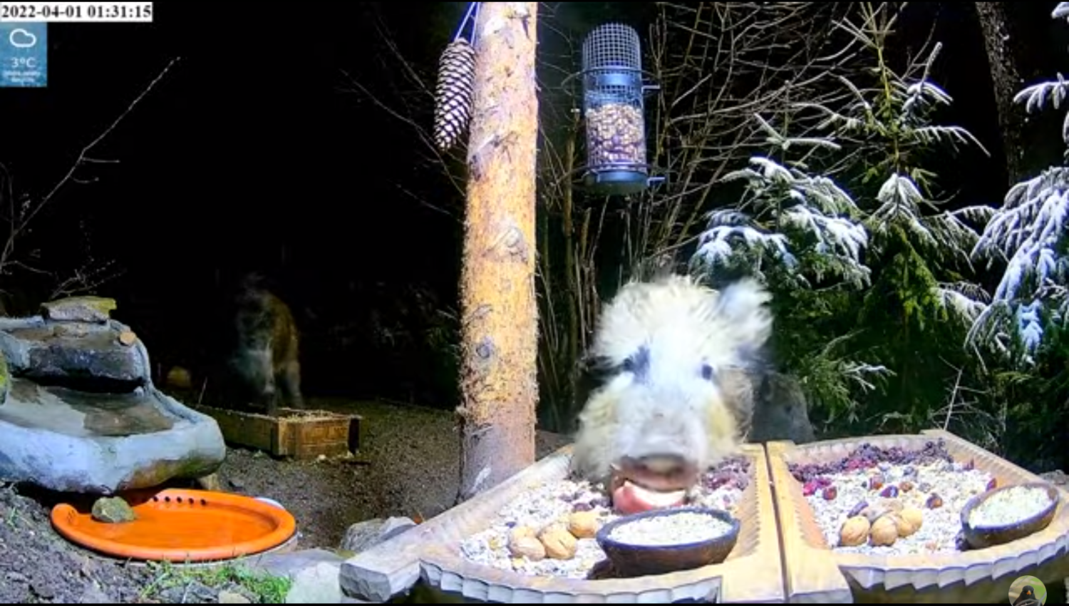 livebirdspoland_1d018953c825195e3988844b9dd71b3f.png