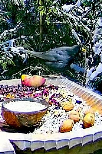 livebirdspoland_6611e00aa76bdf981726202d20fd139a.jpg