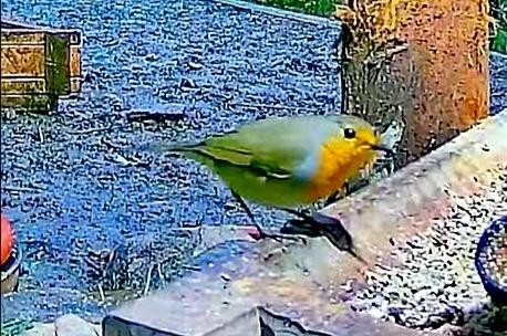 livebirdspoland_abafcbc4de8516860a09073229c9df65.jpg