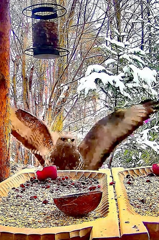livebirdspoland_15ca1851308c66a01c092a9dce440658.jpg